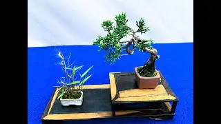 21st Ed. KIRAKUTEN MINI BONSAI EXHIBITHION 2024