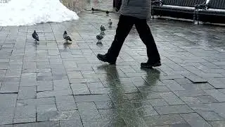 Эпизод 2   Февраль  Голуби