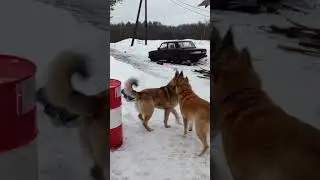 ДОБРЫЙ ГОСТЬ В НАШЕМ ДВОРЕ