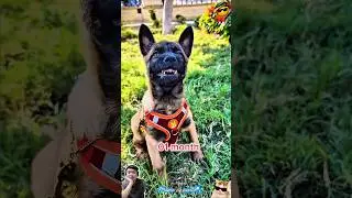 FROM PUPPY TO K9 WARRIOR 🐕‍🦺🔥 INCREDIBLE TRANSFORMATION! 