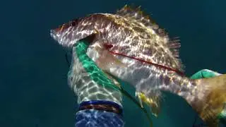 nuevo nombre del Canal mundo acuático RD Spearfishing