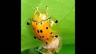 Orange Tortoise Beetle Egg Laying 🐞#nature #subscribe #beetle