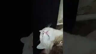 Трезвость