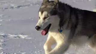 Thor Neve San Vicino