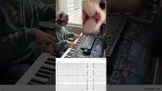 Orchestra Cat