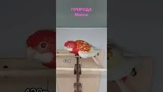 ПРИРОДА Независимости 89 | Честный Обзор Минск
