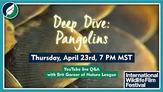 Deep Dive: Pangolins!
