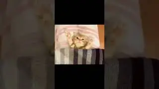 пока пока #юмор #смехдослез