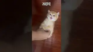 고양이