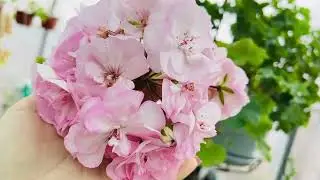Пеларгония Ю Ася #пеларгонии