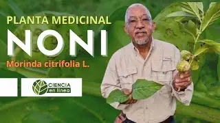 Conoce el NONI, Morinda citrifolia L. Una planta medicinal 🌱
