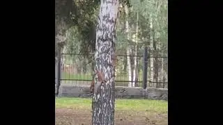 Странные хороводы белок в Царицыно