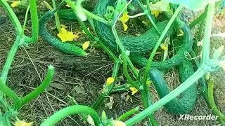 Собираю урожай! Погода жжёт!?