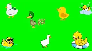 Ducks Green Screen Cartoon