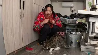 A stray cat wandered into our car in the freezing cold of Xinjiang; it seemed to be starving.