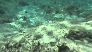 Red Sea coral reef, Egypt 10