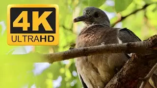 Columba Palumbus 4K