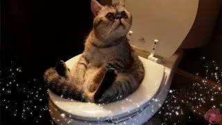 Международный День Кошек!