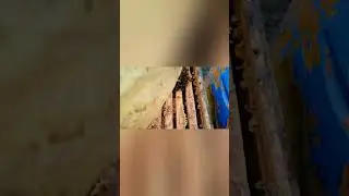 Осмотр пчелосемей 7.11.21
