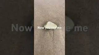 Now you see me.