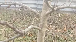 Осенняя подготовка деревьев на зиму.