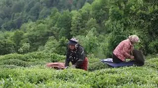 Black Tea Processing Steps in Iran