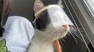 Funny Cat Part 1||Funniest Animal||Funny Cute Animals||PetsLand