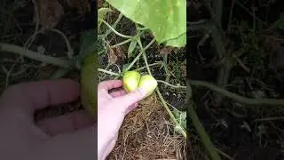 Inadequate cucumber🥒🥒🥒