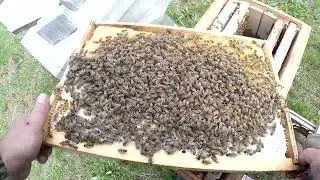 Сколько лет может сеять матка искусственного осеменения?