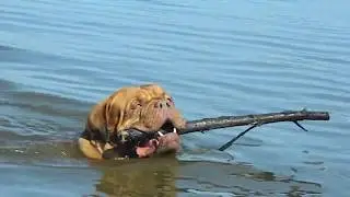 Dogues de bordeaux have a fun. Бордоские доги веселятся