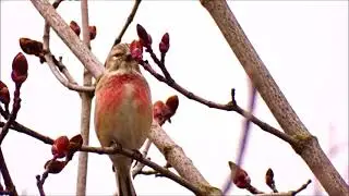 Солирует реполов