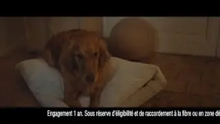 Publicité 2018 - Bouygues - Bbox Ultym -  Assistant Google - Le chien