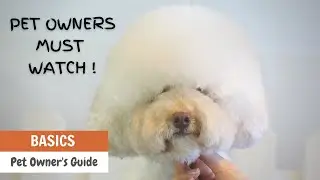 PET OWNERS MUST WATCH!  FREE TIPS for Basic Grooming DO-IT-AT-HOME GUIDE | ASIAN CUTE DOGS