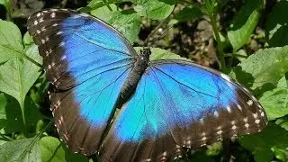 Butterflies for Kids with Pronunciation (and with photos)