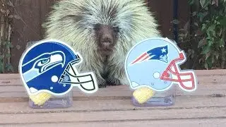 Teddy Bear the Porcupine Predicts Super Bowl XLIX Winner