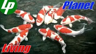 Colored Japanese Koi carp (Sri Lanka)