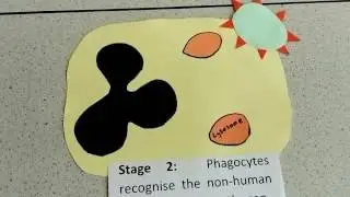 A level Biology Phagocytosis Revision Video