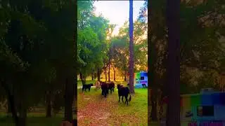 Night Time Routine at the Sanctuary🌈 #farmanimals  #animalshorts #funnyanimals  #cuteanimals