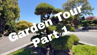 Conifer Garden Tour Iseli Nursery part 1 | Bonsai Starts and Specimens | Japanese Landscape Design