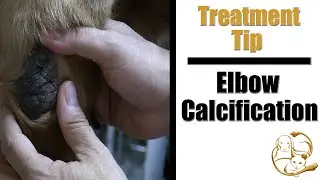 Dog Elbow Callus Treatment | Pet Grooming Tip