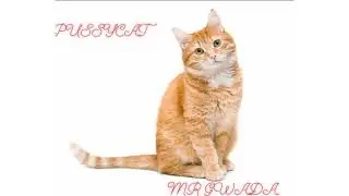 Mr Gwada - Cat ( Bouyon jab 2024)