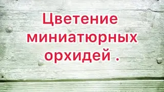 Цветение миниатюрных орхидей