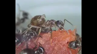 Feeding