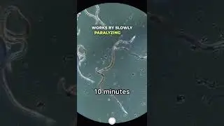 I Put a Dewormer Directly on Worms 