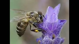 Macro Pictures