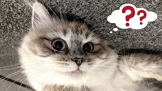 How To Train Your Cat To Come When Called