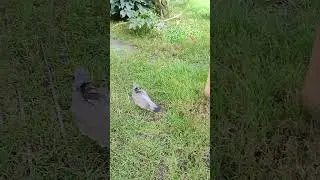 Врятувати голуба 🕊️