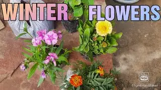 Planting Winter Flowering Plants Bought From Nursery