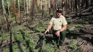 Growth after the Briggs Fire