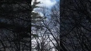 What are these birds doing? #loud #swarm #bird #birds #sky #woods #wild
